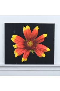 Frameless Floral Canvas Wall Art Red & Yellow Flower on Black Background 37" x 30"