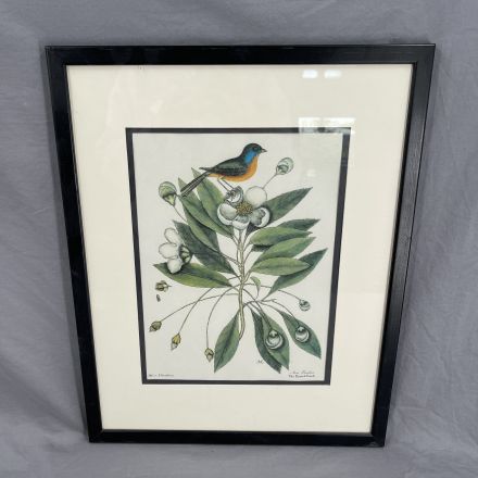 Catesby, Mark Painted Finch with Loblolly Tree Print Black Wood Frame 15"x19"
